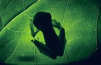 TopRq.com search results: silhouette photography