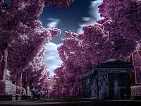 Art & Creativity: infrared photography