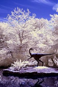 Art & Creativity: infrared photography