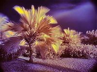 Art & Creativity: infrared photography