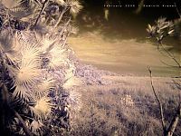 Art & Creativity: infrared photography