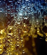 TopRq.com search results: waterdrops in the nature