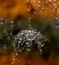 TopRq.com search results: waterdrops in the nature