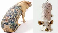 TopRq.com search results: Tattooing pigs by Wim Delvoye