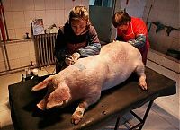 TopRq.com search results: Tattooing pigs by Wim Delvoye