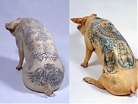 Art & Creativity: Tattooing pigs by Wim Delvoye