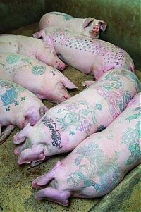 TopRq.com search results: Tattooing pigs by Wim Delvoye