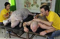 Art & Creativity: Tattooing pigs by Wim Delvoye