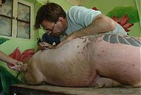 Art & Creativity: Tattooing pigs by Wim Delvoye