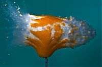 Art & Creativity: High speed photography by Alan Sailer