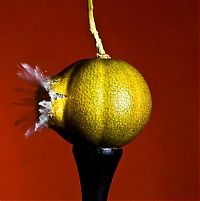 Art & Creativity: High speed photography by Alan Sailer