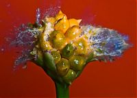 Art & Creativity: High speed photography by Alan Sailer