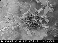 TopRq.com search results: snowflakes under microscope