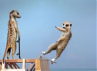 Art & Creativity: Meerkats Calendar by Maverick Arts Publishing
