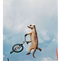 Art & Creativity: Meerkats Calendar by Maverick Arts Publishing
