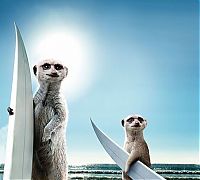 TopRq.com search results: Meerkats Calendar by Maverick Arts Publishing