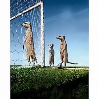 TopRq.com search results: Meerkats Calendar by Maverick Arts Publishing