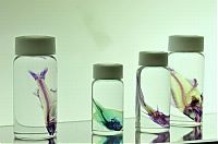 Art & Creativity: New world transparent specimen, Japan