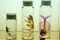 Art & Creativity: New world transparent specimen, Japan