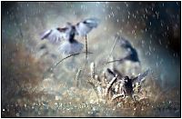 Art & Creativity: rain photography