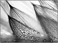 Art & Creativity: rain photography