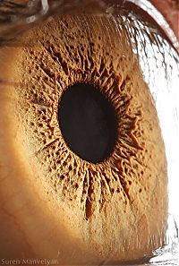 TopRq.com search results: Macro eye by Suren Manvelyan