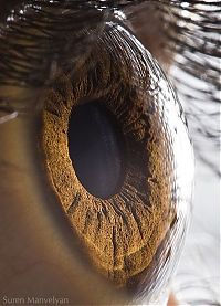 TopRq.com search results: Macro eye by Suren Manvelyan