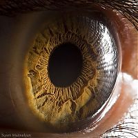 TopRq.com search results: Macro eye by Suren Manvelyan