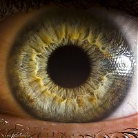 TopRq.com search results: Macro eye by Suren Manvelyan