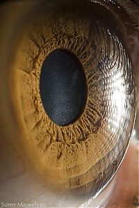 TopRq.com search results: Macro eye by Suren Manvelyan