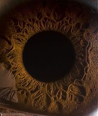 TopRq.com search results: Macro eye by Suren Manvelyan