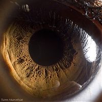 Art & Creativity: Macro eye by Suren Manvelyan