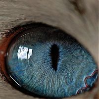 TopRq.com search results: Macro eye by Suren Manvelyan