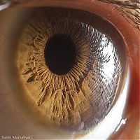 TopRq.com search results: Macro eye by Suren Manvelyan