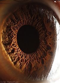 TopRq.com search results: Macro eye by Suren Manvelyan