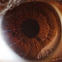 TopRq.com search results: Macro eye by Suren Manvelyan