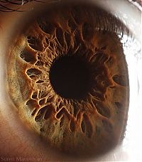 TopRq.com search results: Macro eye by Suren Manvelyan