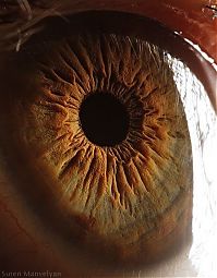 TopRq.com search results: Macro eye by Suren Manvelyan