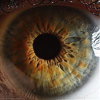 TopRq.com search results: Macro eye by Suren Manvelyan