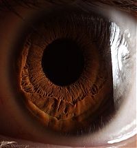 TopRq.com search results: Macro eye by Suren Manvelyan