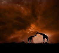 TopRq.com search results: Photo manipulation by Peter Holme III