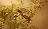 TopRq.com search results: making an angel in the glass bead