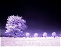 Art & Creativity: infrared photography