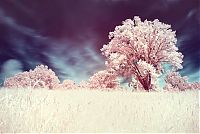 Art & Creativity: infrared photography