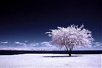 TopRq.com search results: infrared photography