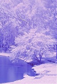 TopRq.com search results: infrared photography