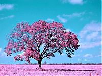 Art & Creativity: infrared photography