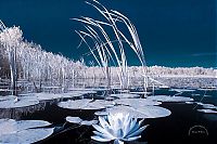 TopRq.com search results: infrared photography