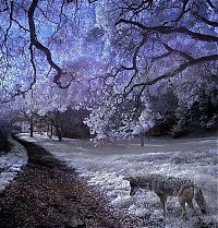 TopRq.com search results: infrared photography