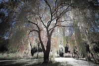 TopRq.com search results: infrared photography